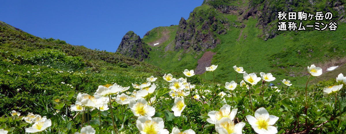 秋田駒ヶ岳ムーミン谷のチングルマ
